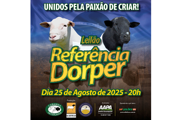 dorper_menor_referencia_600_margem
